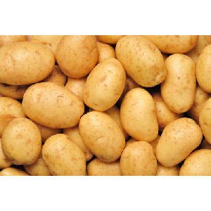 Fresh Potato 3797