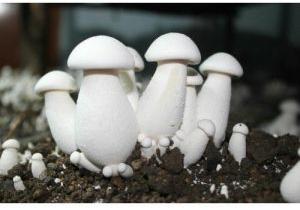 Milky Mushroom Spawn