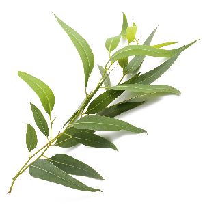 Eucalyptus Essential Oil