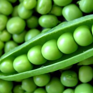 Fresh Green Peas