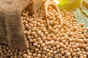 Organic Soybean Seeds