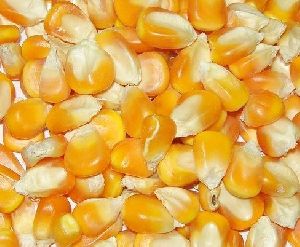 dried yellow maize