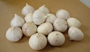 Solo Garlic