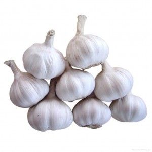 chinese garlic