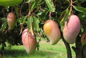 Fresh Amrapali Mango