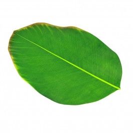 Fresh Banana Leaves