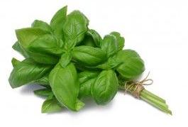 Fresh Basil Leaves