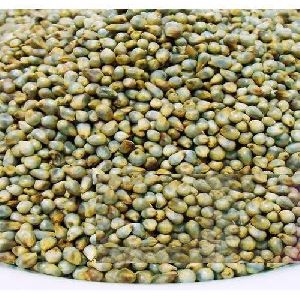 Organic Pearl Millet seeds