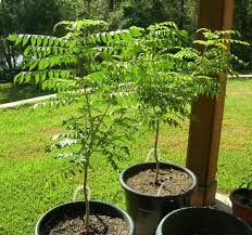 Curry Leaves Plant