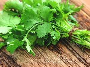 Fresh Cilantro