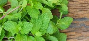 Fresh Mint Leaves