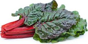 Fresh Red Chard Leaves