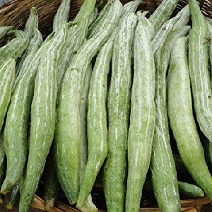 Fresh Snake Gourd