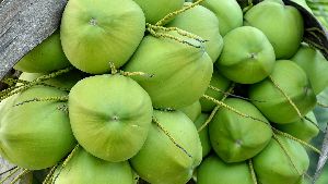 Green Coconut