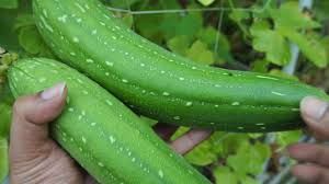 Fresh Smooth Gourd