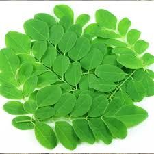 Fresh Moringa Leaves