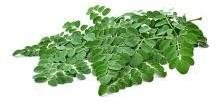 Green Moringa Leaves