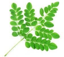 Natural Moringa Leaves