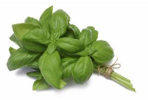 Green Basil Leaves