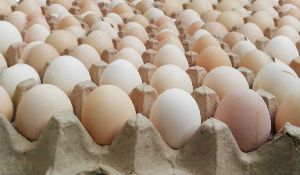 country chicken eggs