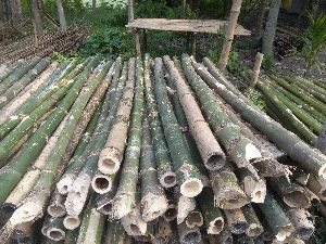 Construction Bamboo Poles