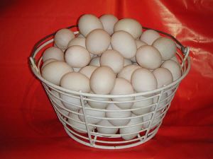 Edible Duck Eggs