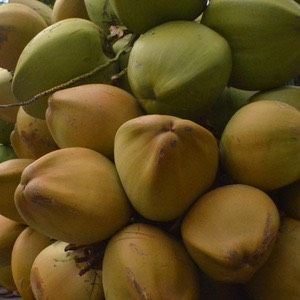 Organic Tender Coconut