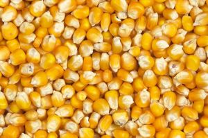 B Grade Yellow Corn Seeds