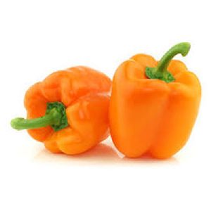 Fresh Orange Capsicum