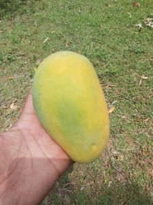 Fresh Mango