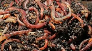 earthworm manure