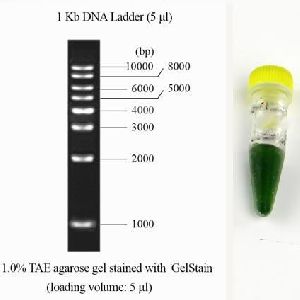 1 kb DNA Ladder