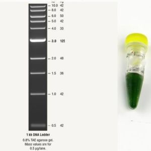 1 kb DNA Plus Ladder