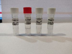 First Strand cDNA Synthesis Kit_50 reactions Per Kit