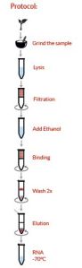 Plant RNA Isolation kit