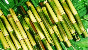 fresh sugarcane