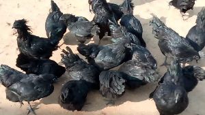 kadaknath chicks