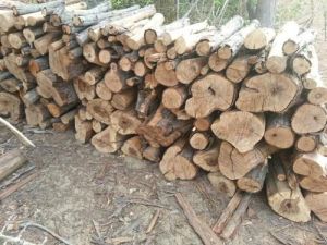 casuarina wood logs