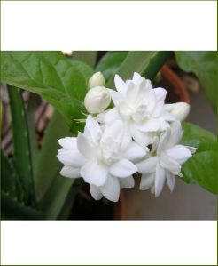 arabian jasmine flower