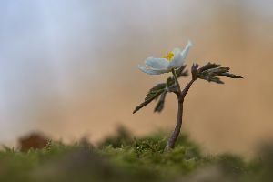 Forest Flower