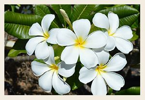 Frangipani White Flower