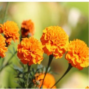 Marigold Flower