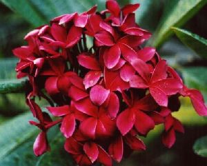 Red Plumeria Frangipani Flower