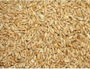 Dried Wheat Seeds