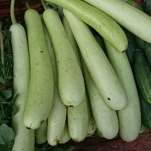 Natural Bottle Gourd