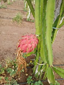 dragon fruit plant