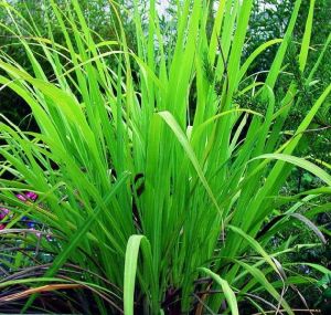 Lemon Grass