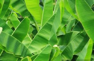 Banana Leaves