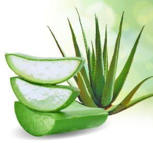 Aloe Vera Leaf