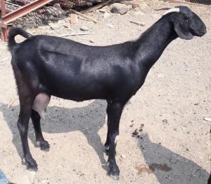 osmanabadi goat